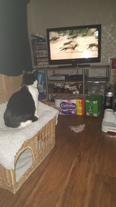 Lilian enjoyed watching tele, especially wildlife programs x