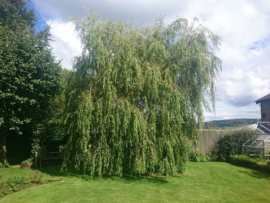 Mum's favourite tree in the garden x