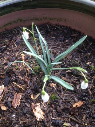 Where there was one of Eva's snowdrops there are now three!