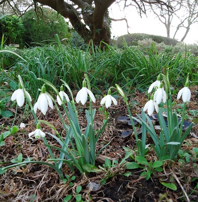 Eva's Snowdrops have multiplied! They are beautiful, we look at them every day. Sandra&Mark x