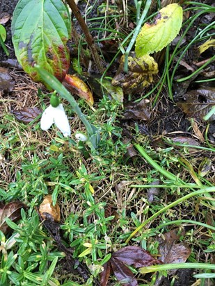 An early snowdrop for Christmas for Eva xx
