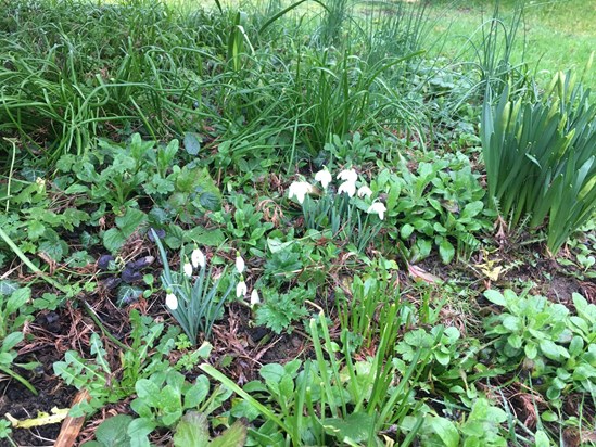 Eva's snowdrops blooming again this year and cheering up the garden. Sandra&Mark x
