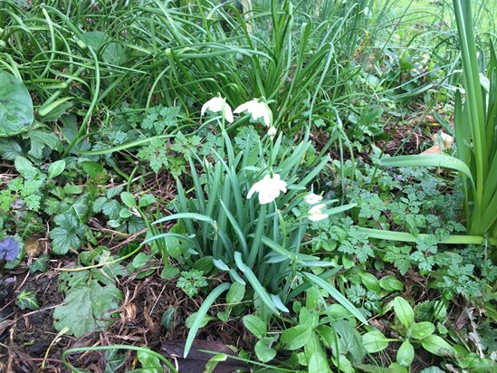 Eva's snowdrops are looking pretty in the garden again this year. Sandra&Mark x