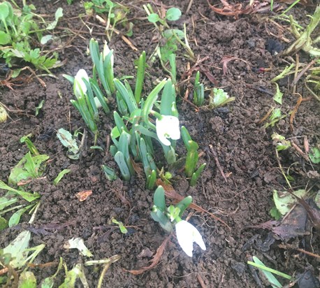 E00E3AF5 D.       Eva's snowdrops are coming out beautifully again this year. x