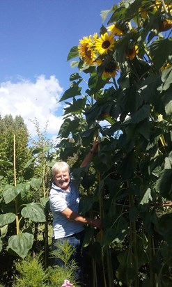 Award winning sunflowers 2015