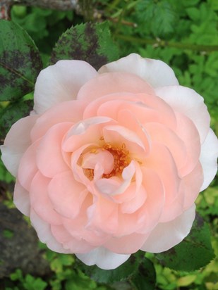 One of the beautiful roses growing in Mum and Dad's garden at home