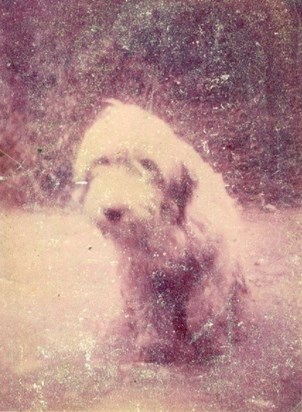 Patsy's dog Bruno in Rathvilly