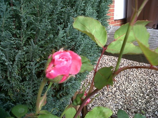 This rose bush was planted last year for you dad and its finally bloomed 