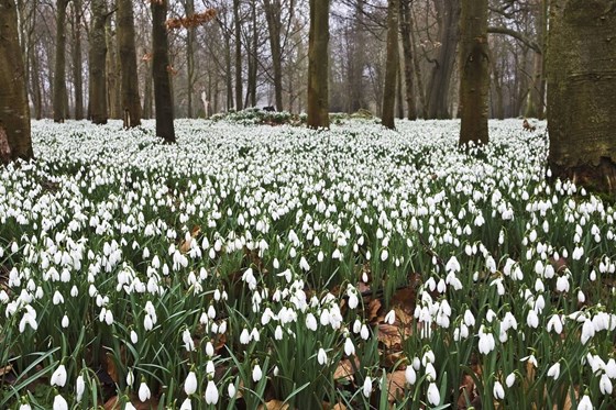 SNOWDROPS.jpg