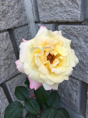 A Beautiful Rose from My Garden 2021 on the Anniversary of Your Passing