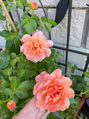 Beautiful Roses from my Garden, With Love 2022
