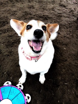 Bailey enjoying a play date in the barn 