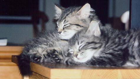 Gracie & Perl - Island Cat Nap