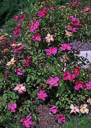 Mutabilis long shot