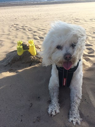 Casper LOVED the beach, running through the sand and chasing other dogs 