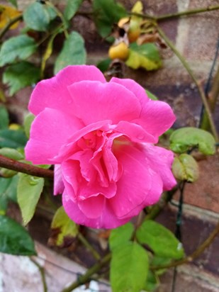 Mum's looking after your garden dad. Look at this beautiful rose x