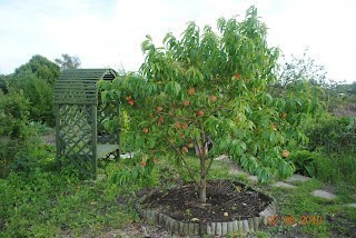 Frances' peach tree (a great achievement!)