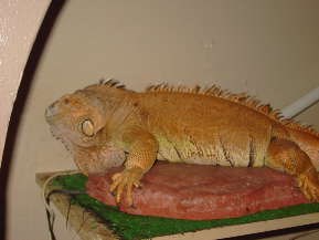 lex her iguana