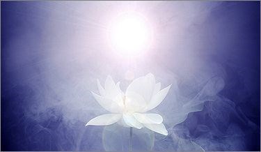 The lotus, symbol of rebirth