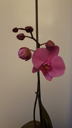 Mums Orchid