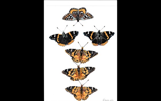 In remembrance of Geoff, Geoff's butterflies