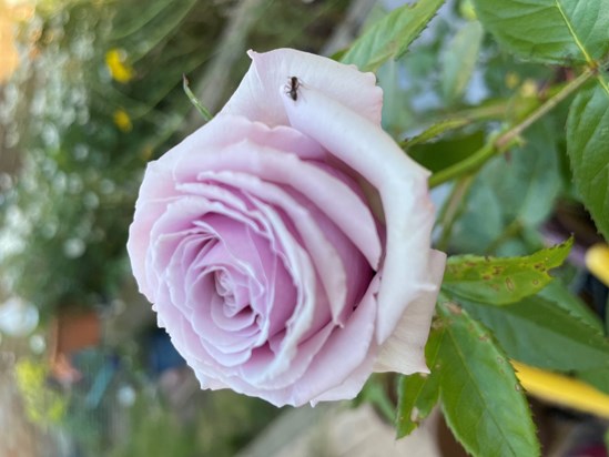 Roses will always make me think of you Dad - especially the Blue Moon Rose