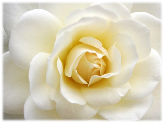 white rose 2