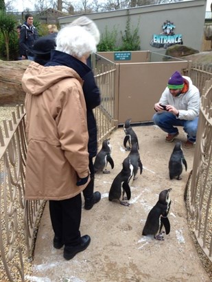 Walking the penguins