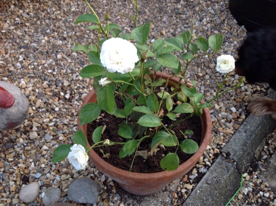 Vincent bought three roses one for my garden, one he sent to Spain and one for your flat xx