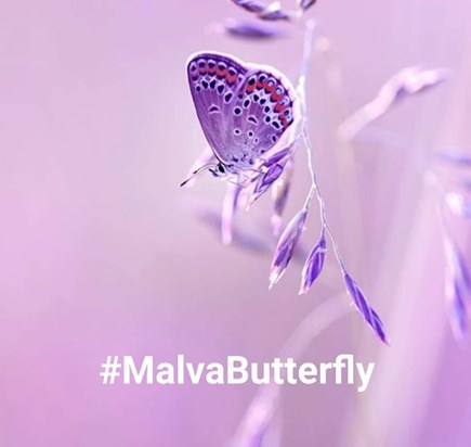Miss You Malva Butterfly 