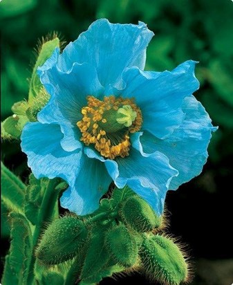 blue poppy