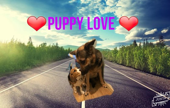 Puppy Love Poochie From Your Family