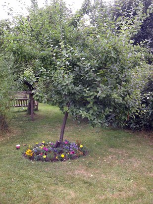 Mum & Dad's tree at Oakwell