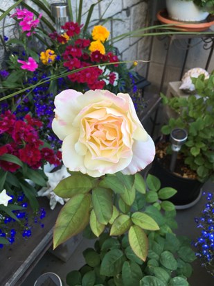 A Beautiful Rose for a Beautiful Friend 2018