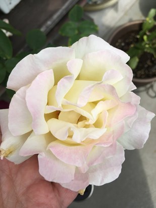 A Beautiful Rose from my Garden for a Beautiful Lady