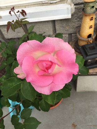To a Beautiful Friend, A Rose from My Garden 2019