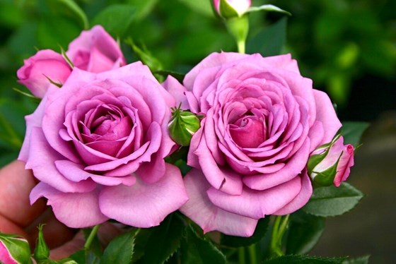 These two beautiful ROSES are You and I, Happy Birthday my Dear Friend