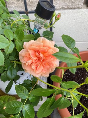 A Beautiful Rose from my garden 2022 Happy Birthday Henny ❤️