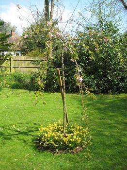 A flowering Weeping Cherry Tree that we planted in memory of Wend, March 2009 