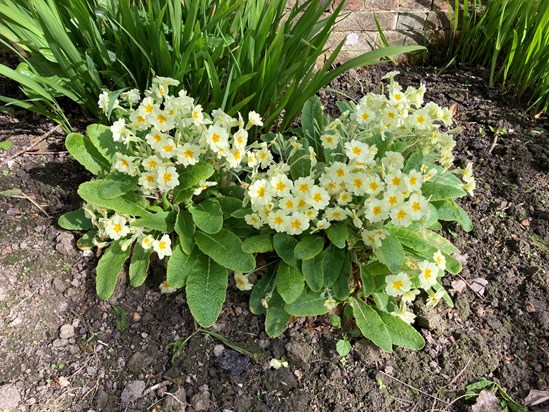 19.04.22 Primrose Day and your Birthday!  There are primroses everywhere just now and they remind us of you x