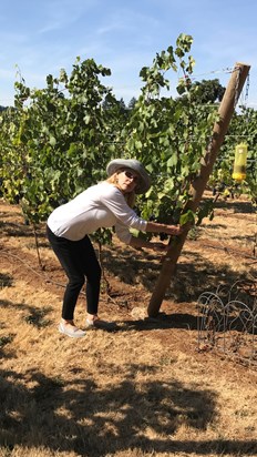 picking Grapes in the Vineyard, Salem, OR 