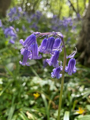 she always loved bluebells