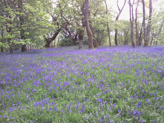 A walk through the Bluebells