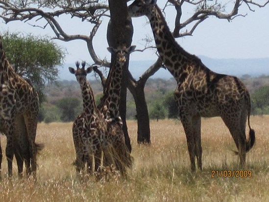 David took lovely pictures in Serengeti National Park!