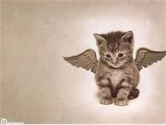 A little angel to keep you company and for you to love XX