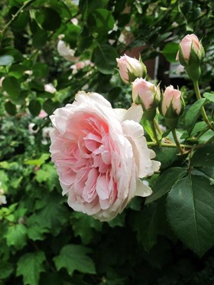 A Lovely Rose for a Lovely Mum 2017