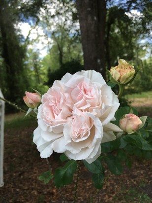 A Beautiful Rose from my Florida garden 2020