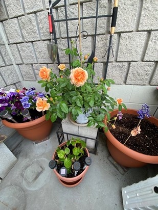 Beautiful Flowers from my garden for my Lovely Mum on the anniversary of Your Passing 2022