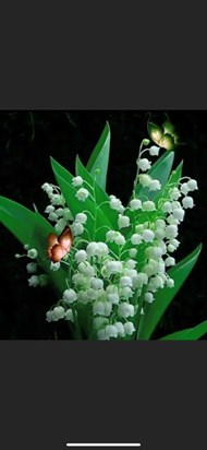 I know you liked Lily of the Valley so these are for you on Mother’s Day 2023