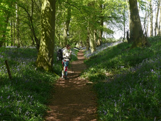 Bluebell woods near Grims Ditch